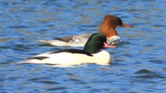 DSCN5873：カワアイサ