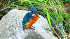 P2320773：カワセミ