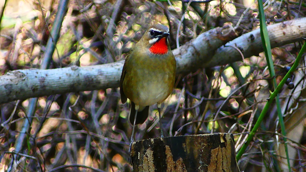 P2310086：ノゴマ（オス）