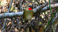 P2310086：ノゴマ（オス）