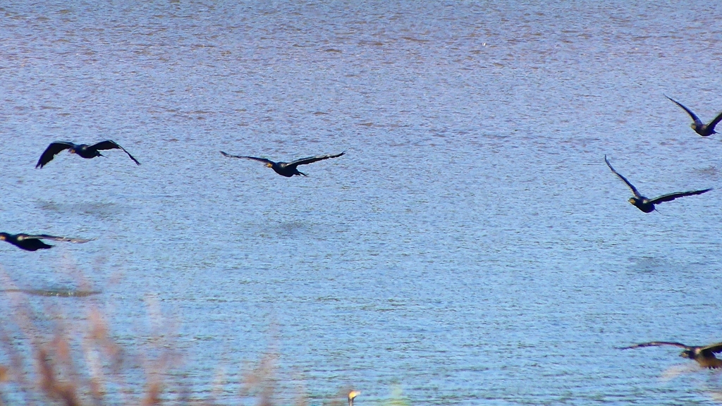 P2330365：カワウの狩り