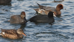 DSCN3933：オカヨシガモ他