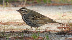 DSCN8195：ビンズイ