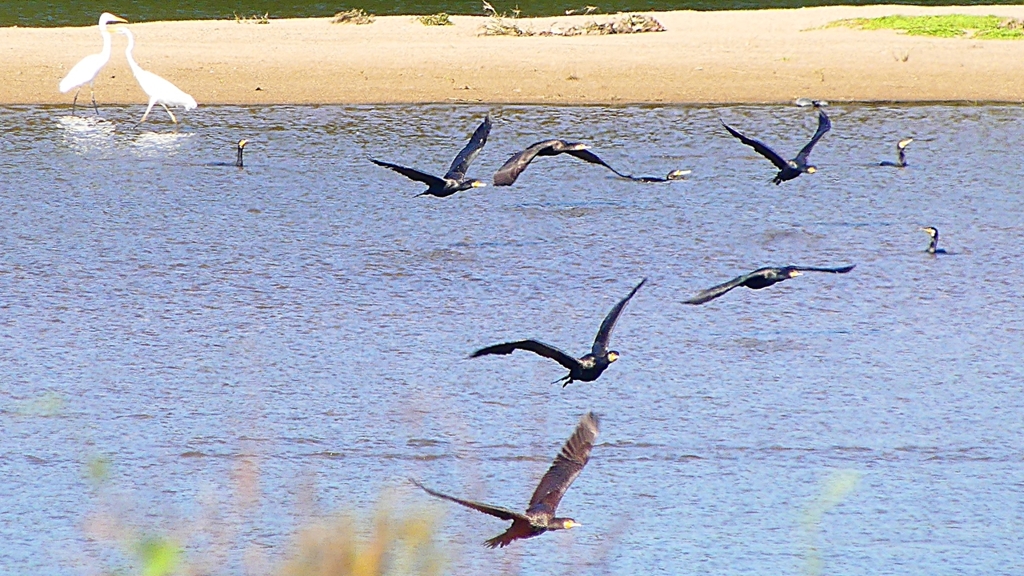 P2330327：カワウの狩り