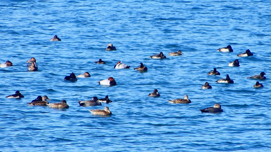 P2320610：カモ類