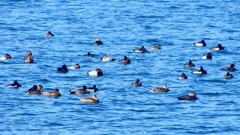 P2320610：カモ類