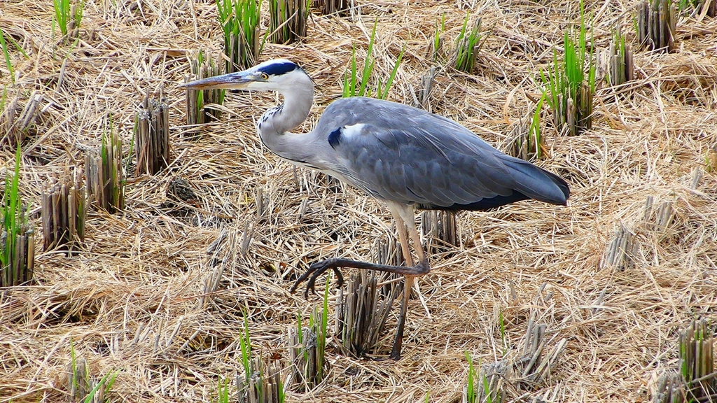 P2280564：アオサギ