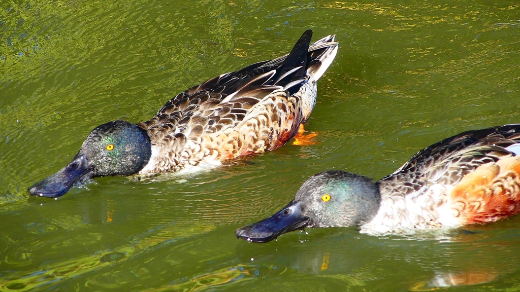 P2370451：ハシビロガモ（オス）