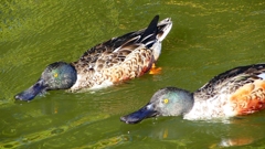 P2370451：ハシビロガモ（オス）