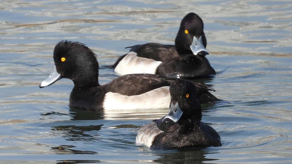 DSCN4187：キンクロハジロ（オス）