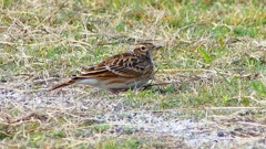 P2350682：ヒバリ