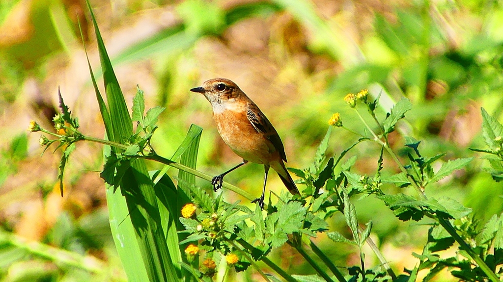 P2300239：ノビタキ