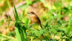 P2300239：ノビタキ