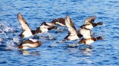 P2380164：飛ぶキンクロハジロ