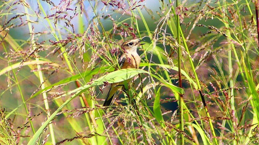 P2270550：ノビタキ