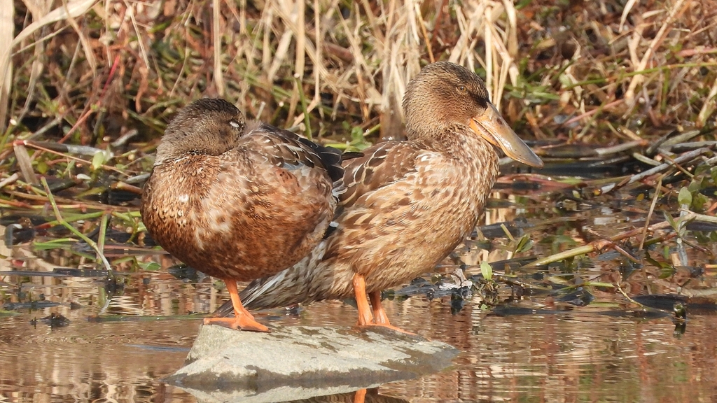 DSCN7423：ハシビロガモ（メス）