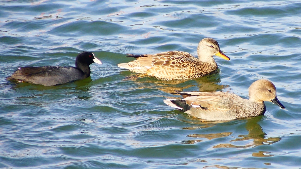 P2410591：オカヨシガモ、オオバン