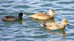 P2410591：オカヨシガモ、オオバン