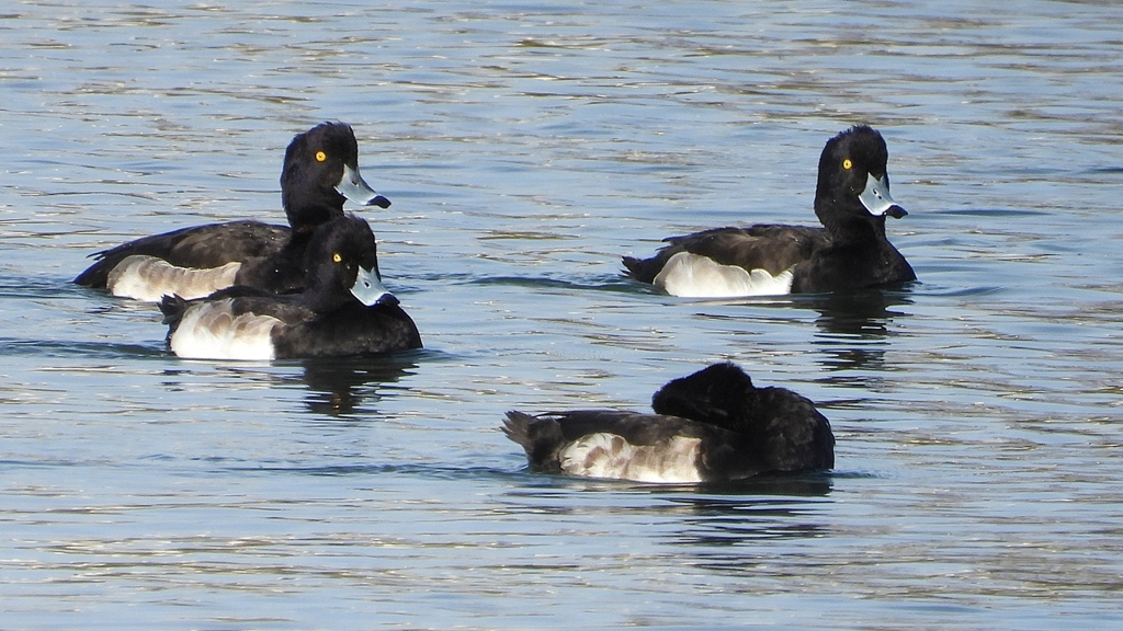 DSCN2950：キンクロハジロ（オス）