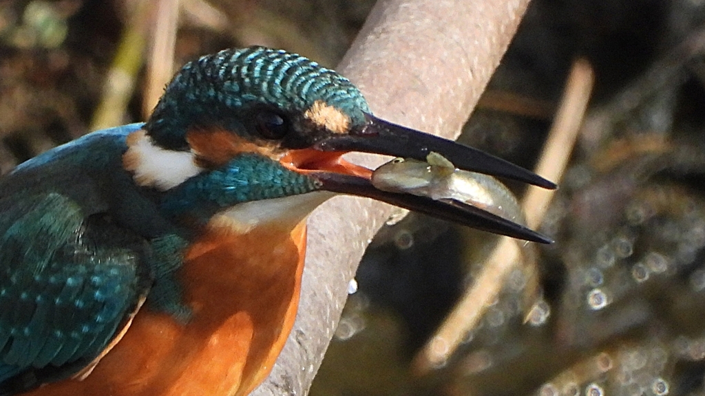 DSCN0649：カワセミ（オス）