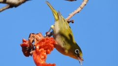 DSCN8714：メジロ