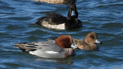DSCN0993：ヒドリガモ、キンクロハジロ