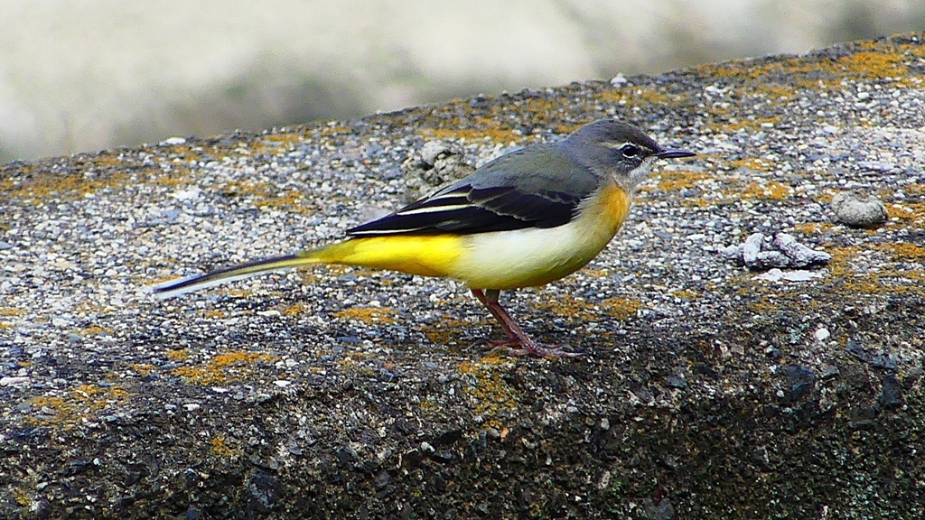 P2350272：キセキレイ