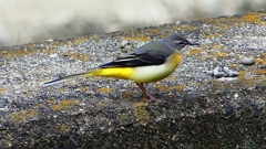 P2350272：キセキレイ