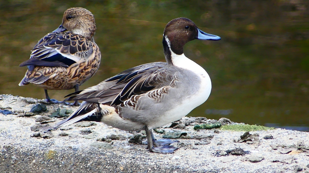 P2400110：オナガガモ（オス）