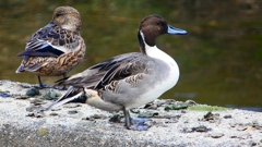 P2400110：オナガガモ（オス）