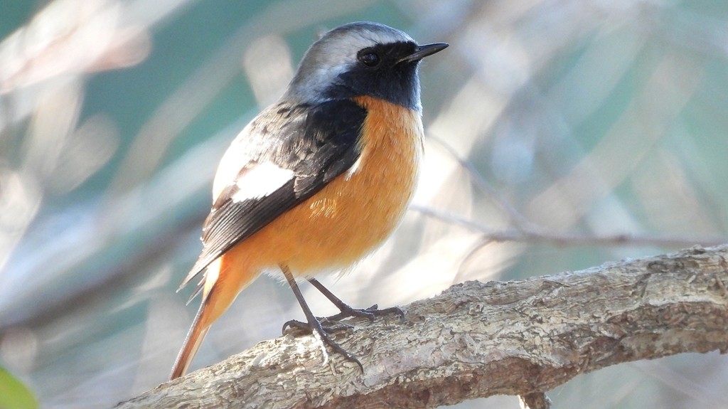 DSCN8293：ジョウビタキ（オス）