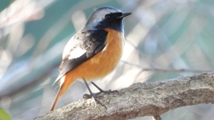 DSCN8293：ジョウビタキ（オス）