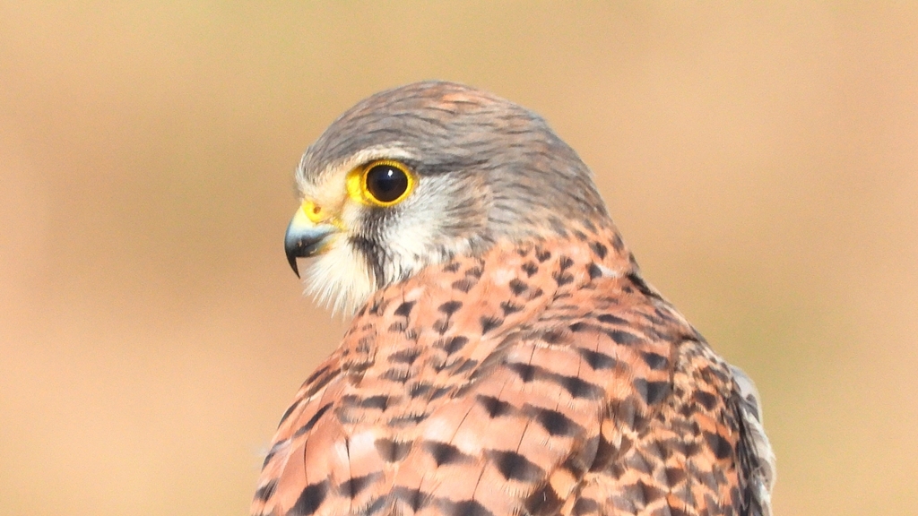 DSCN6691：チョウゲンボウ