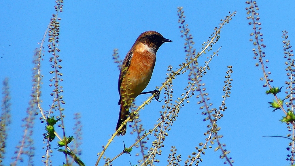 P2310712：ノビタキ