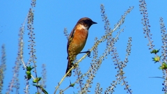 P2310712：ノビタキ