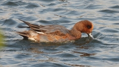 DSCN3856：ヒドリガモ（メス）