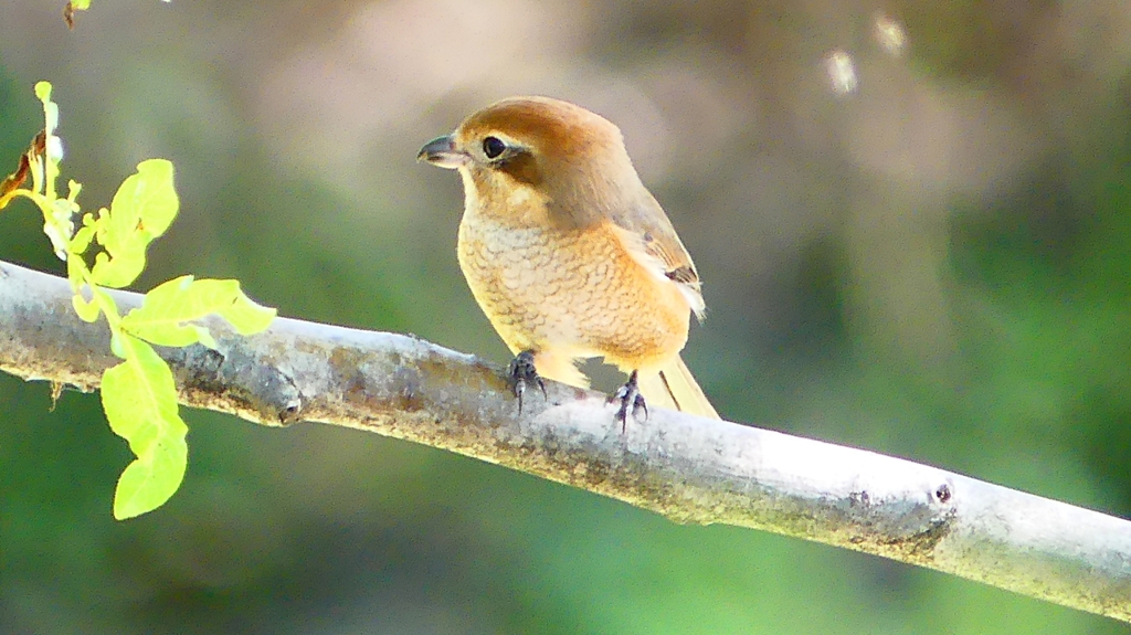 P2300476：モズ（メス）