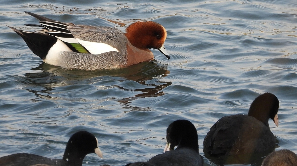 DSCN3949：ヒドリガモ、オオバン