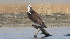 DSCN2839：ミサゴ