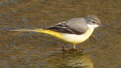 DSCN7554：キセキレイ