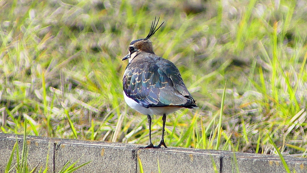 P2340750：タゲリ