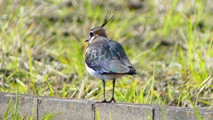 P2340750：タゲリ