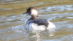 DSCN8012：ハジロカイツブリ