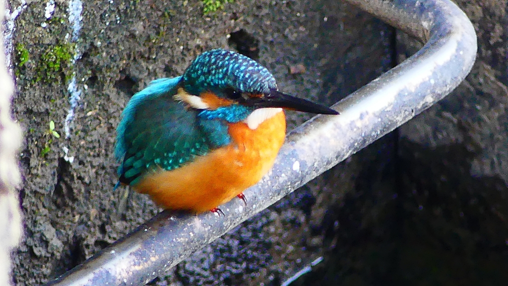 P2410147：カワセミ（オス）