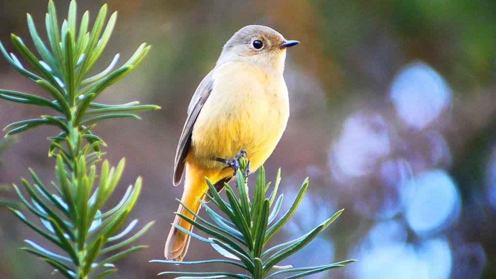 P2400365：ジョウビタキ（メス）