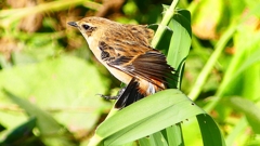 P2300322：ノビタキ