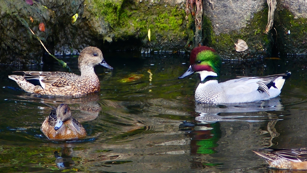 P2390735：ヨシガモ