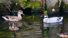 P2390735：ヨシガモ