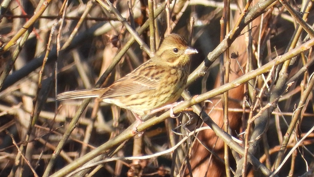 DSCN5704：アオジ