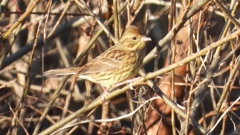 DSCN5704：アオジ